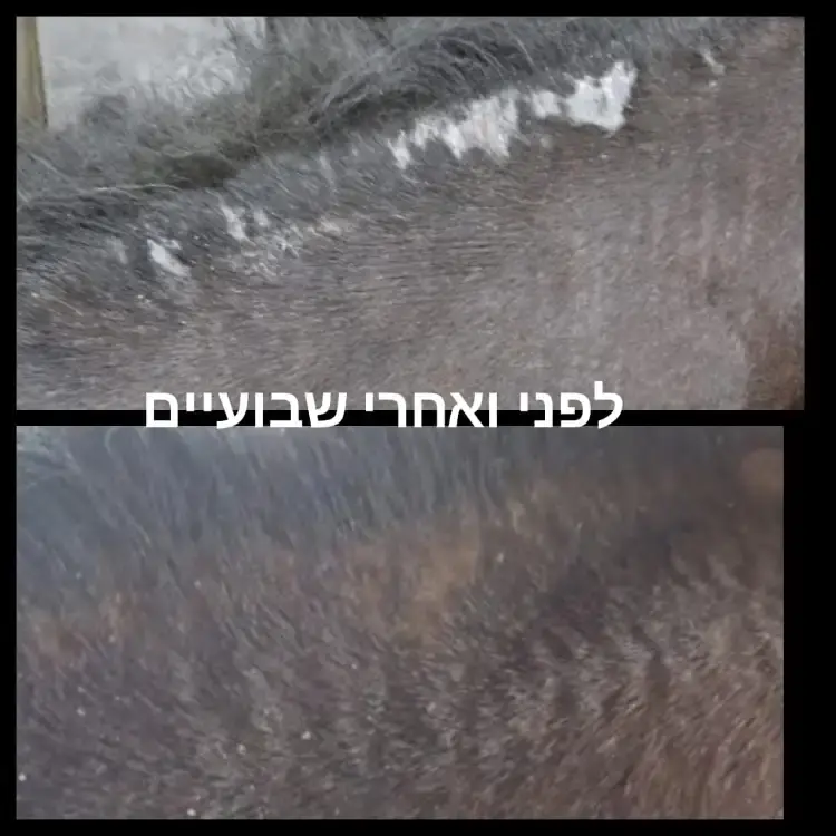 משחה לטיפוח ושיקום עור הסוס עשויה מ 100% רכיבים טבעים  המחיר כולל משלוח עד הבית  גודל : 1 ליטר