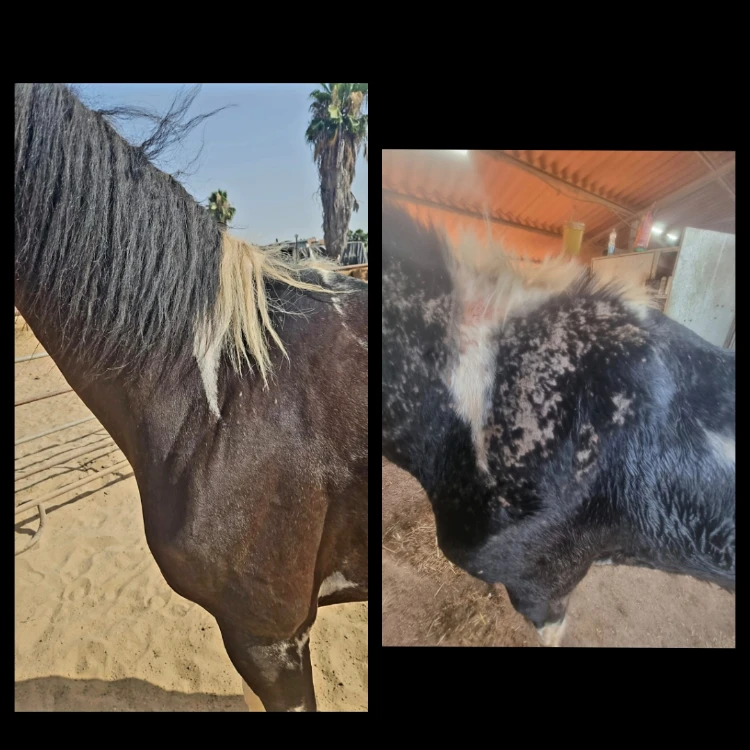 משחה לטיפוח ושיקום עור הסוס עשויה מ 100% רכיבים טבעים  המחיר כולל משלוח עד הבית  גודל : 1 ליטר