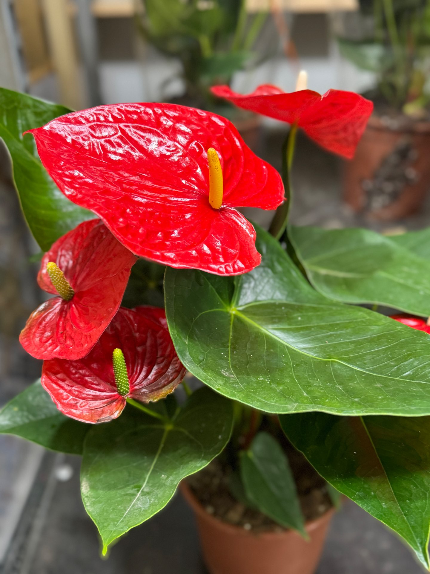 עציץ אנטוריום