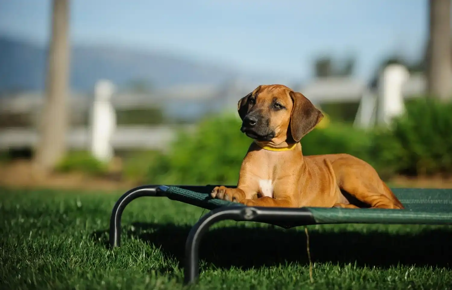 היתרונות הבריאותיים של טיפוח כלבים קבוע
