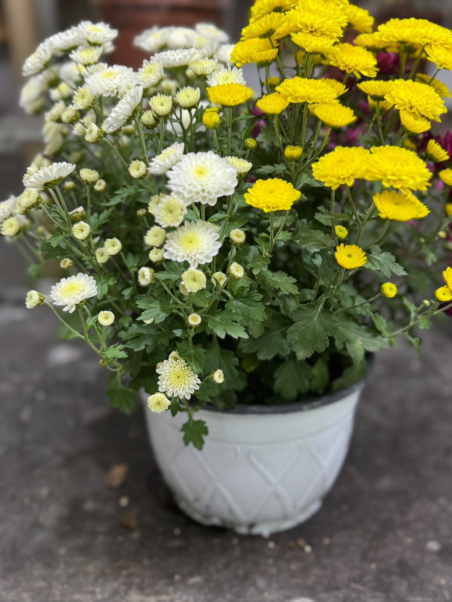 עציץ חרציות משולב