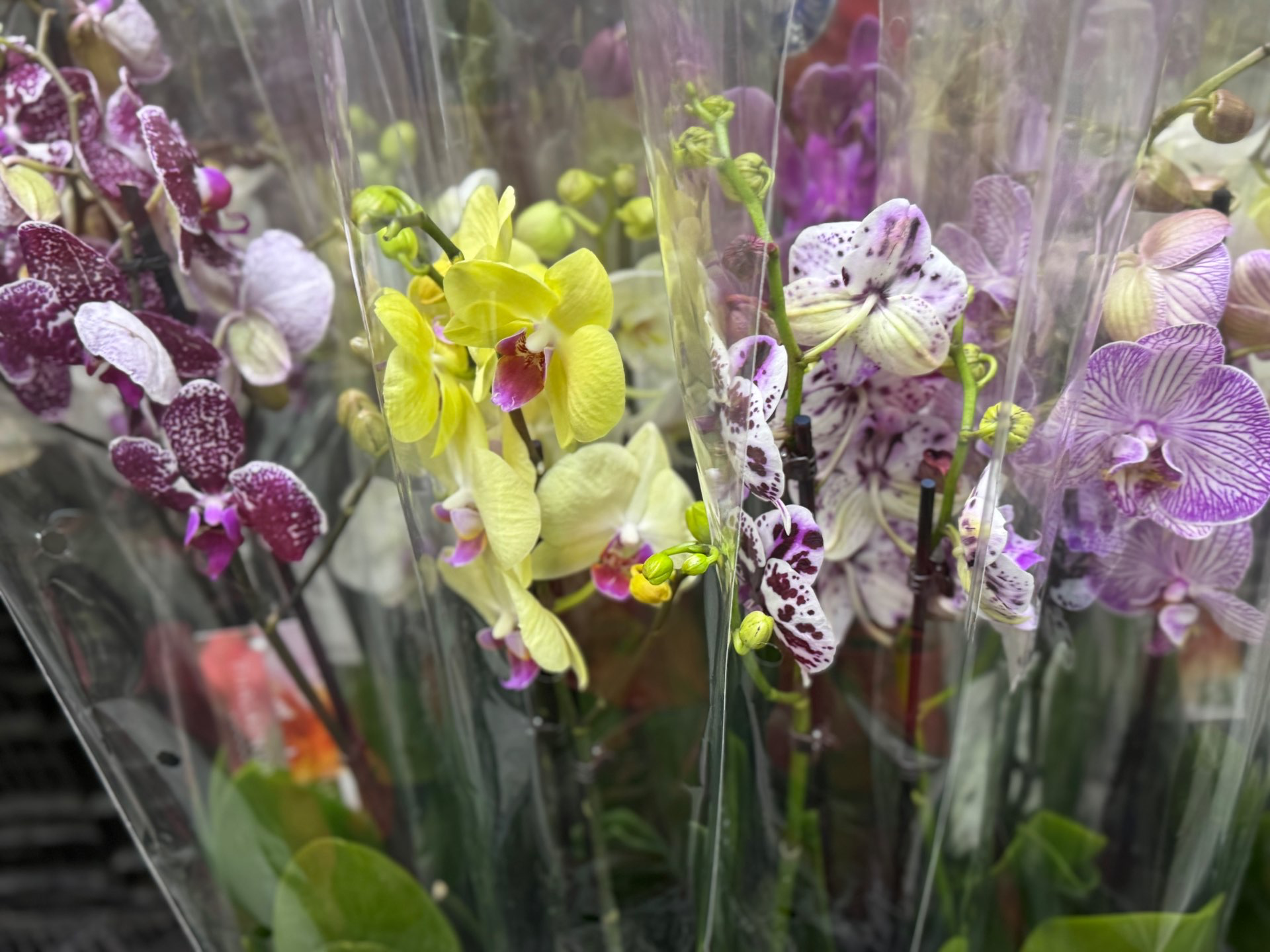 סחלבים זוגות במגוון צבעים