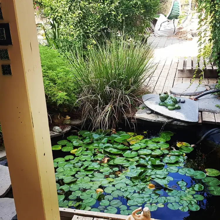 בריכות דגי נוי