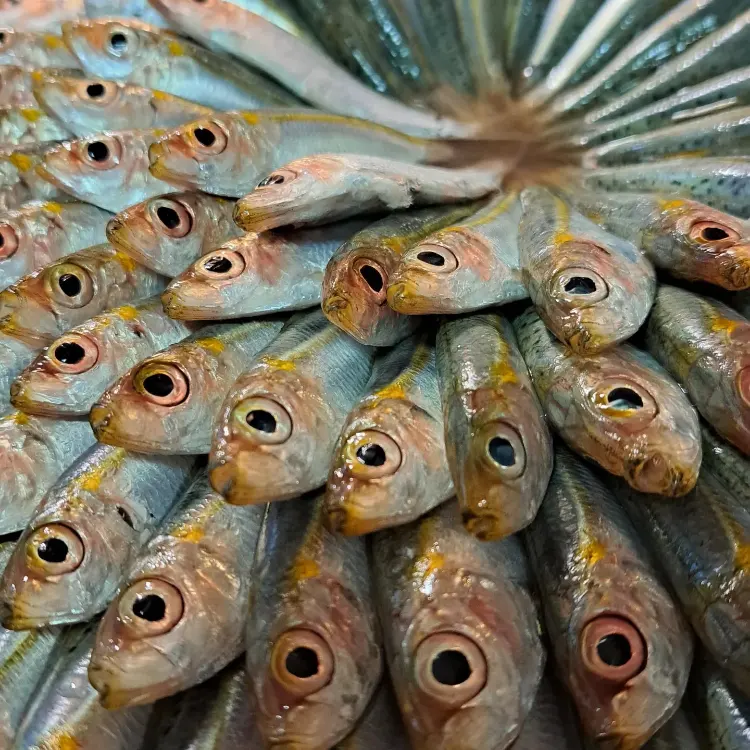 דגים מעושנים