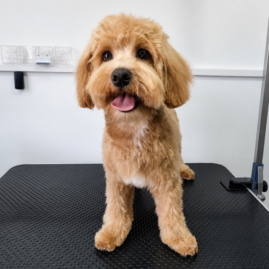 media