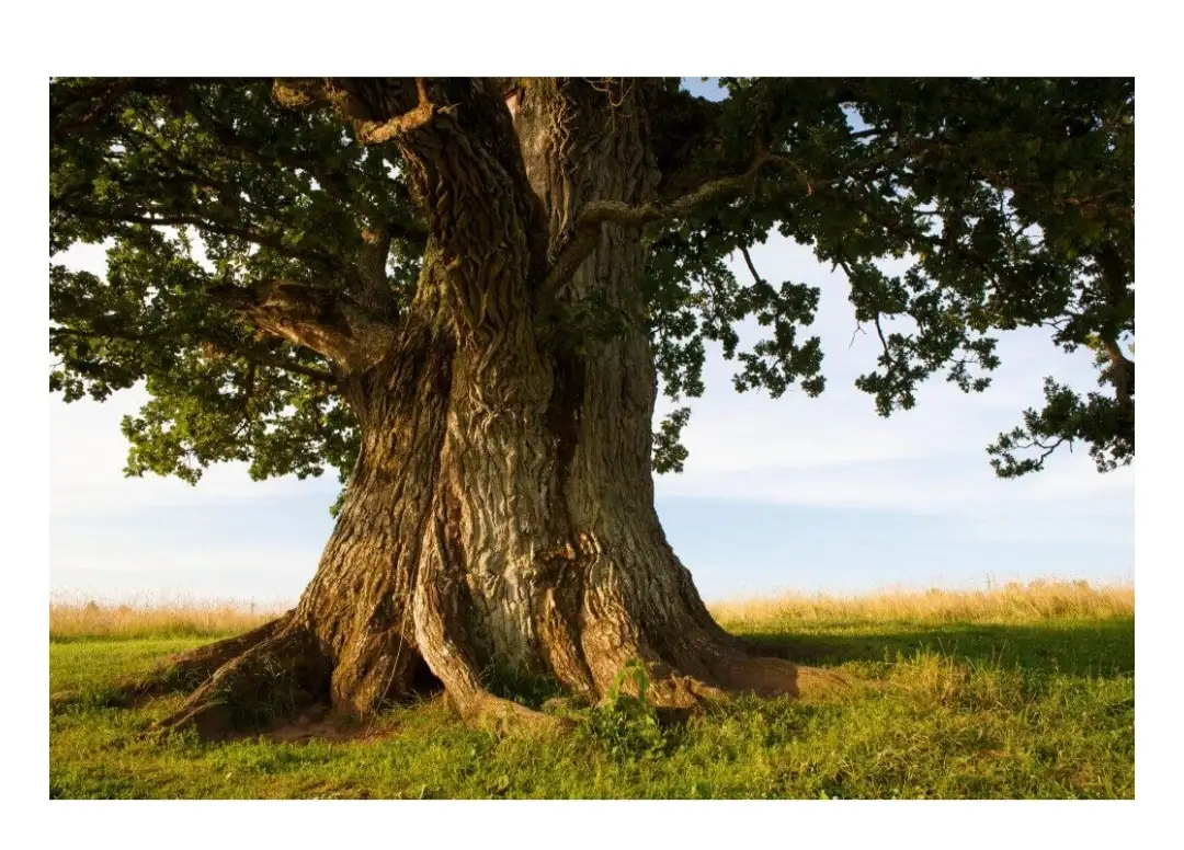 טיפ מעולמי האישי 