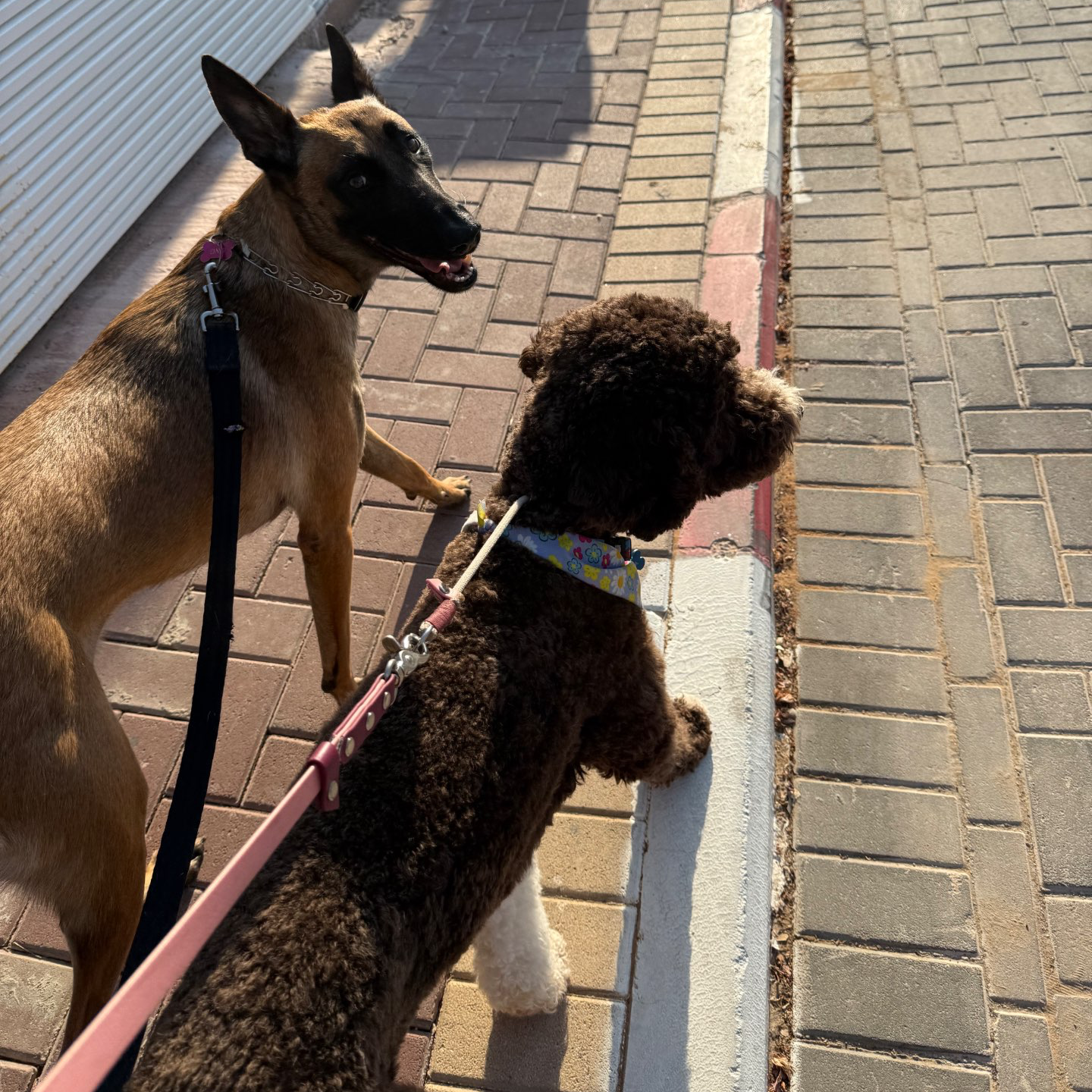 דוגווקינג – טיולי כלבים בהתאמה אישית