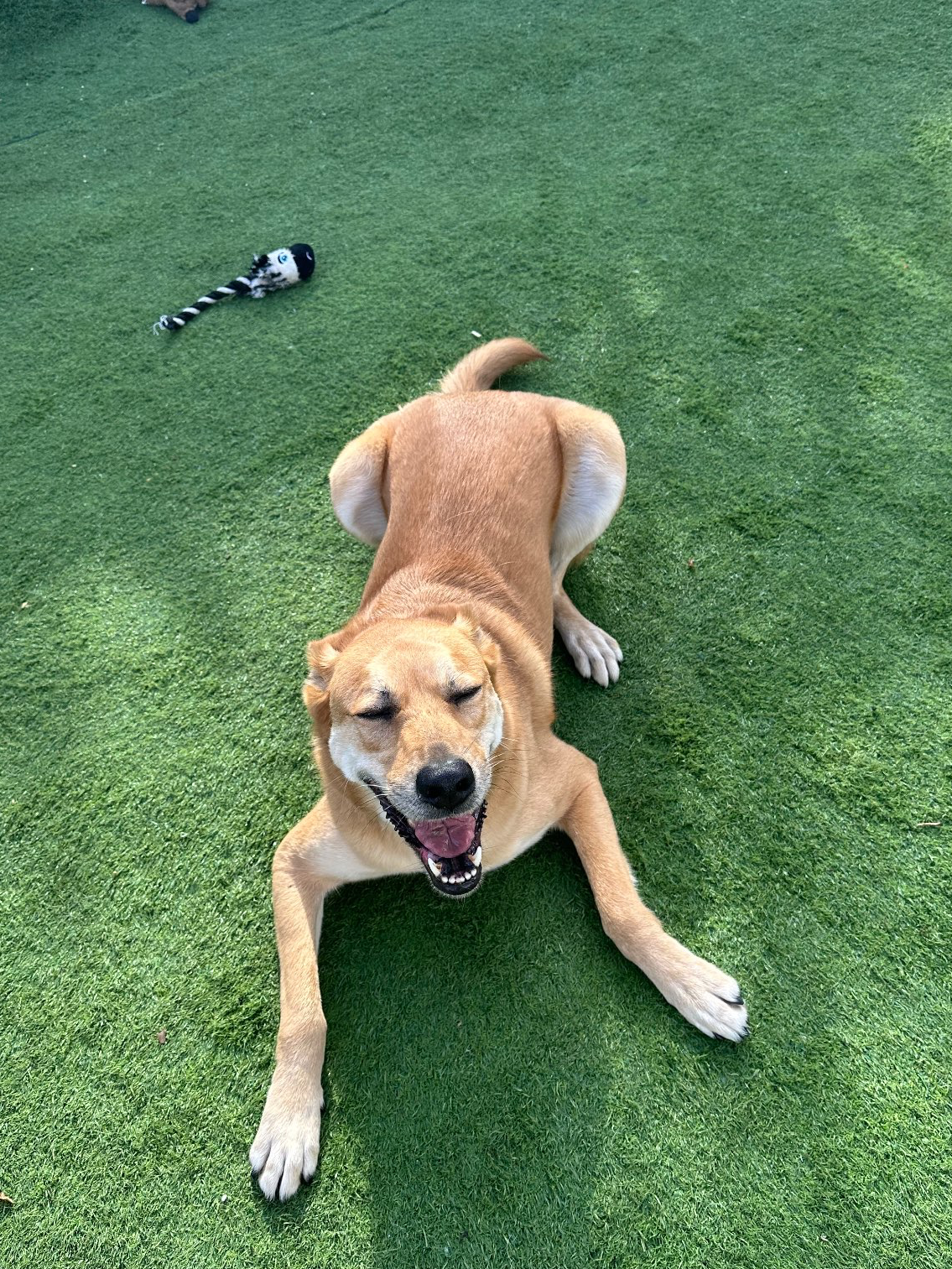 פנסיון שהות