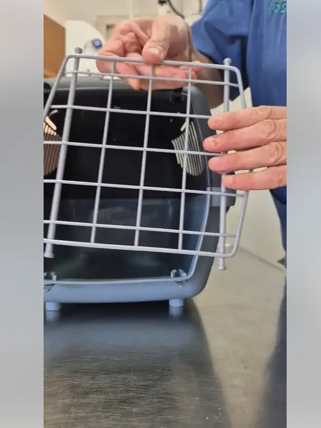 איך לסגור ולאבטח את הכלוב כך שחתול לא יברח ממנו