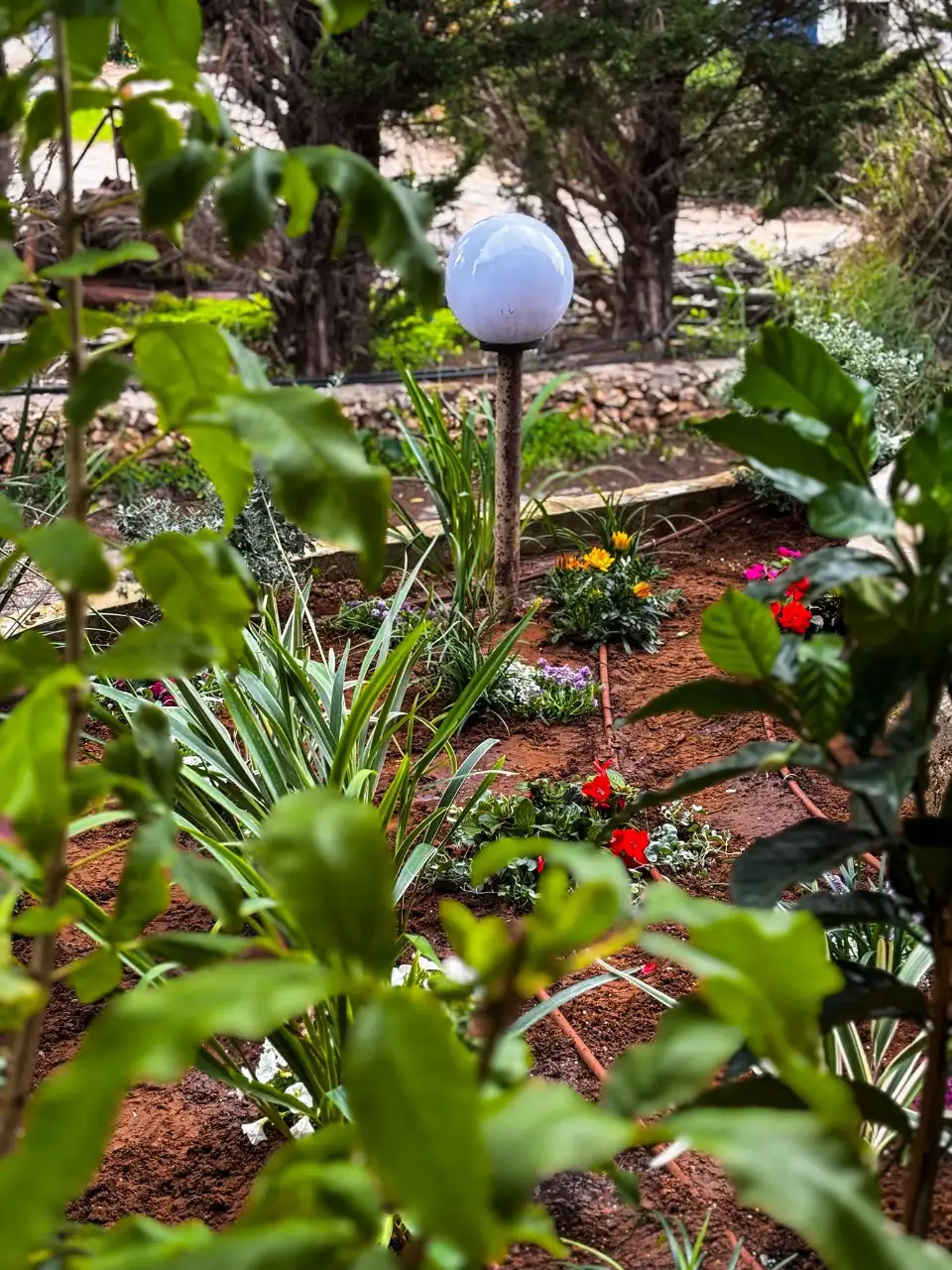 שתילה מחודשת בהתאם לעונות השנה