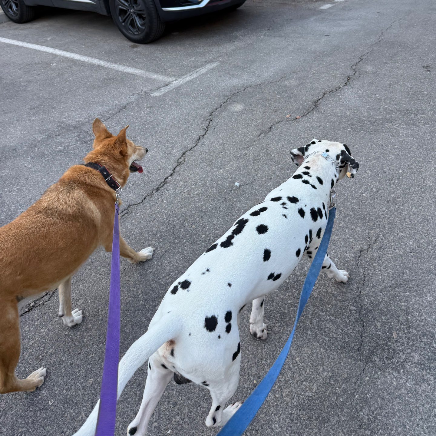 דוגווקינג - כרטיסיות