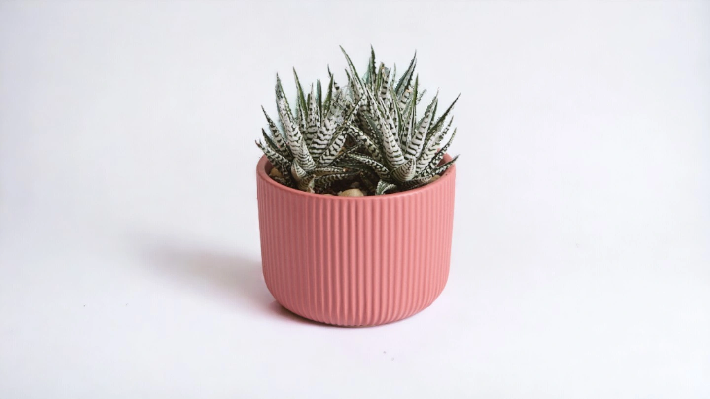 עציצים מיוחדים ויפים