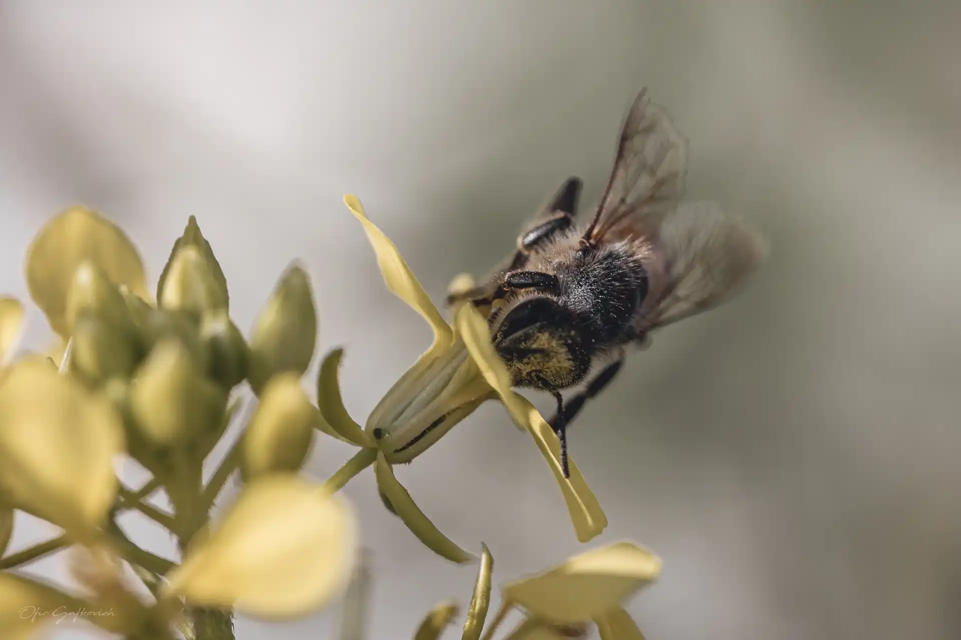 דבורה יונקת דבש