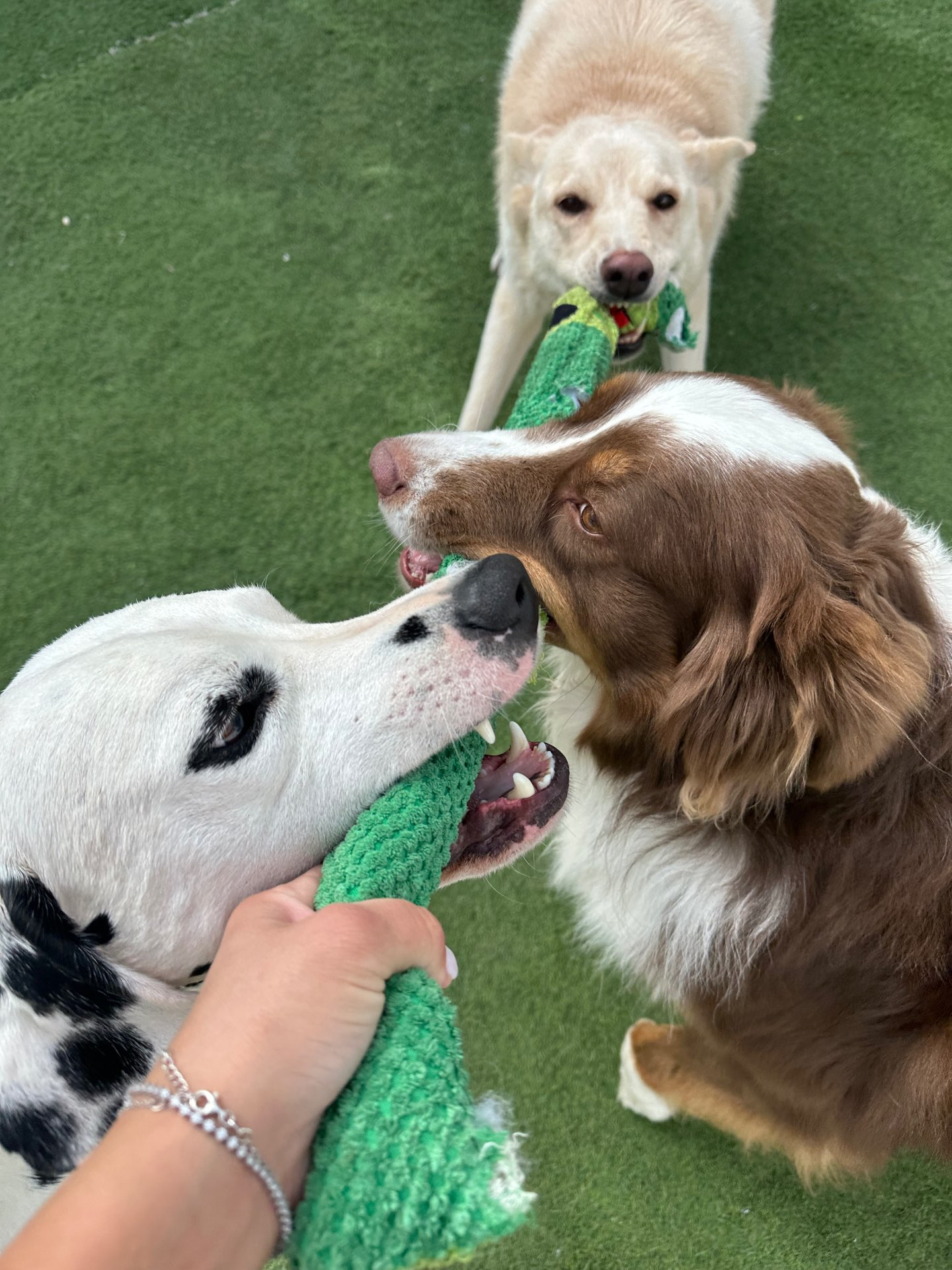 פנסיון שהות