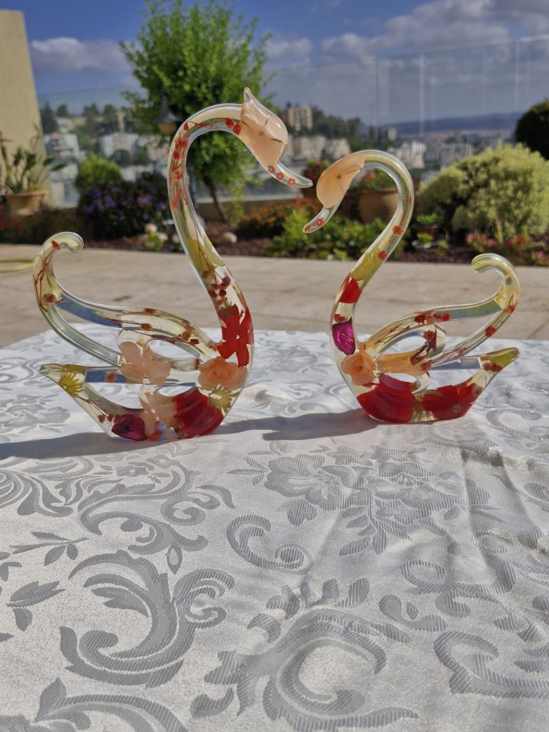 פריחת הברבור