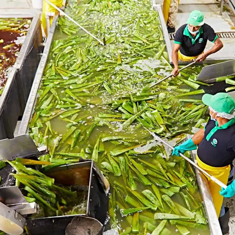 האלוורה של FOREVER - מהצמח למוצר ואלייך