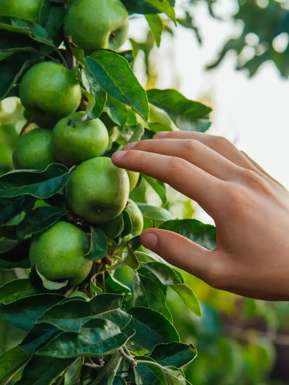 שיקום גינות ועצי פרי