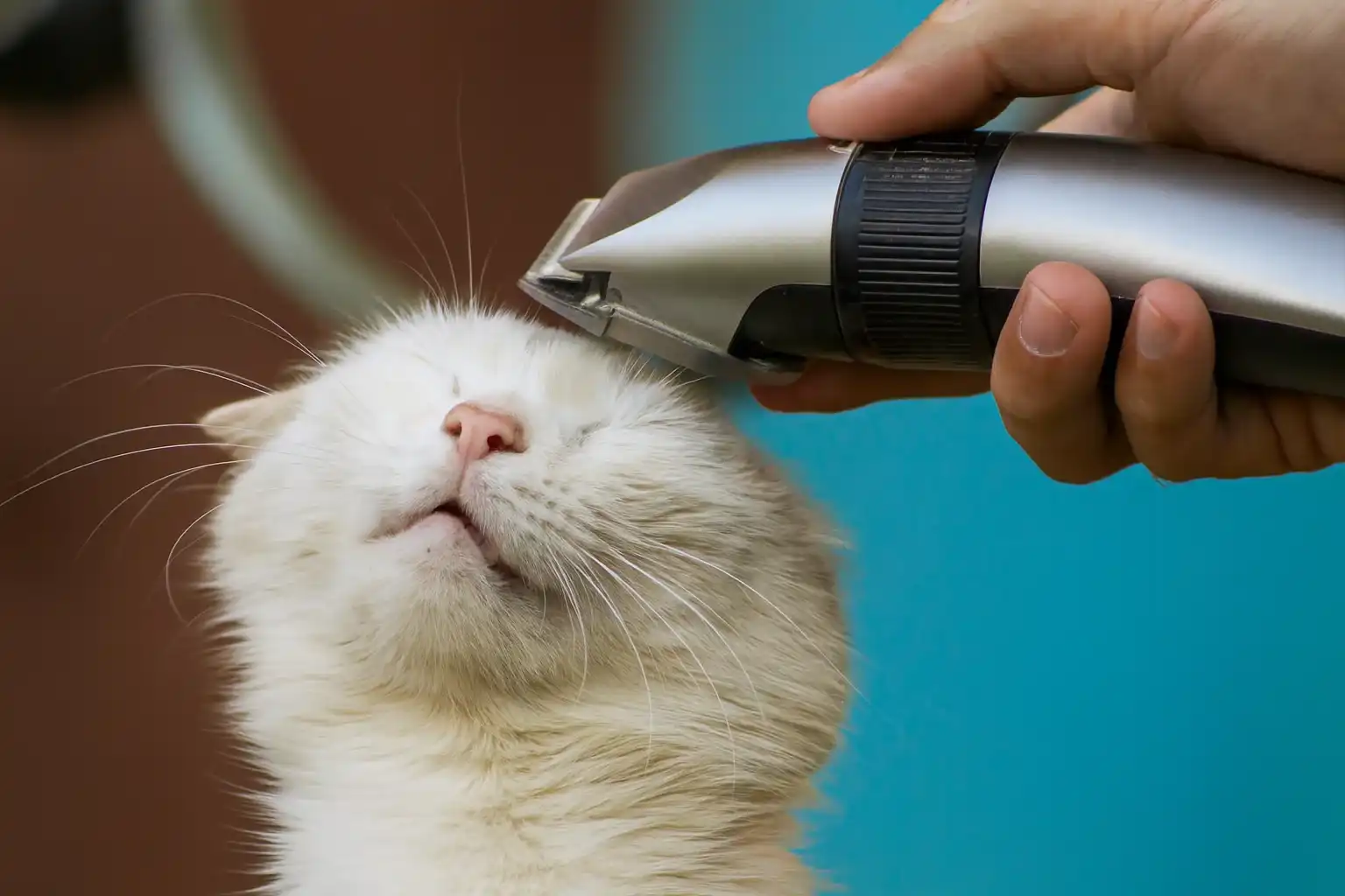 תספורת לחתול כולל טשטוש בבית הלקוח