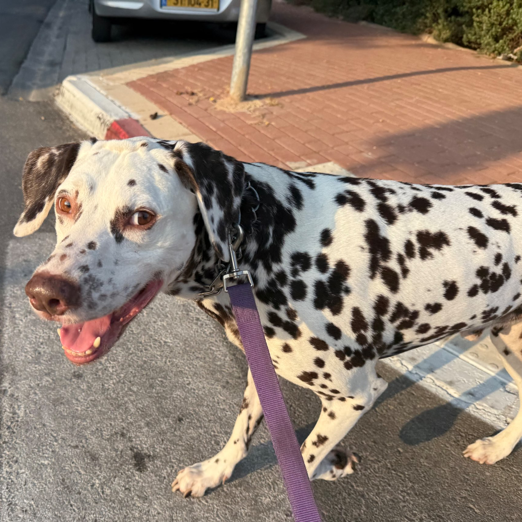 דוגווקינג - כרטיסיות