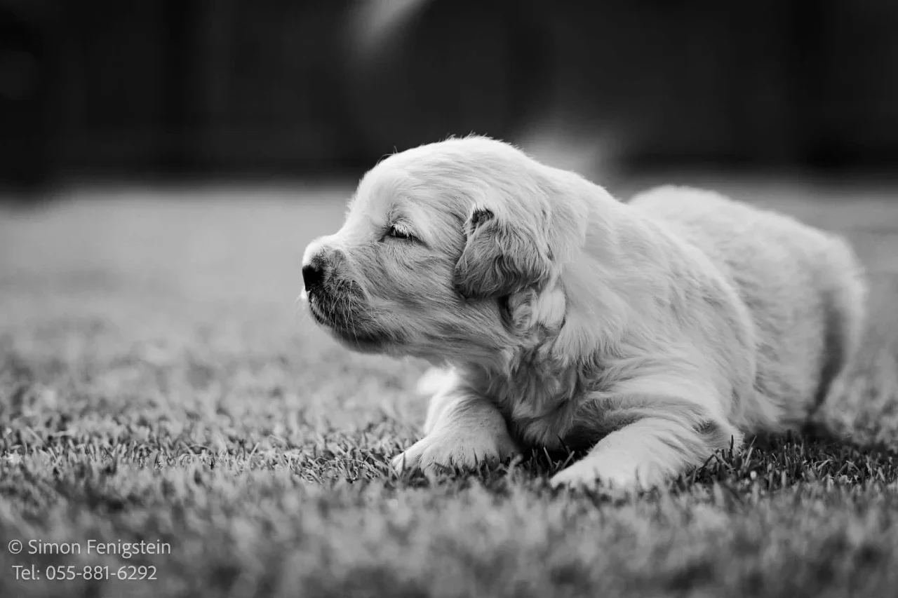 סטודיו מקצועי לצילום כלבים – מרחב שמכבד אופי ותנועה