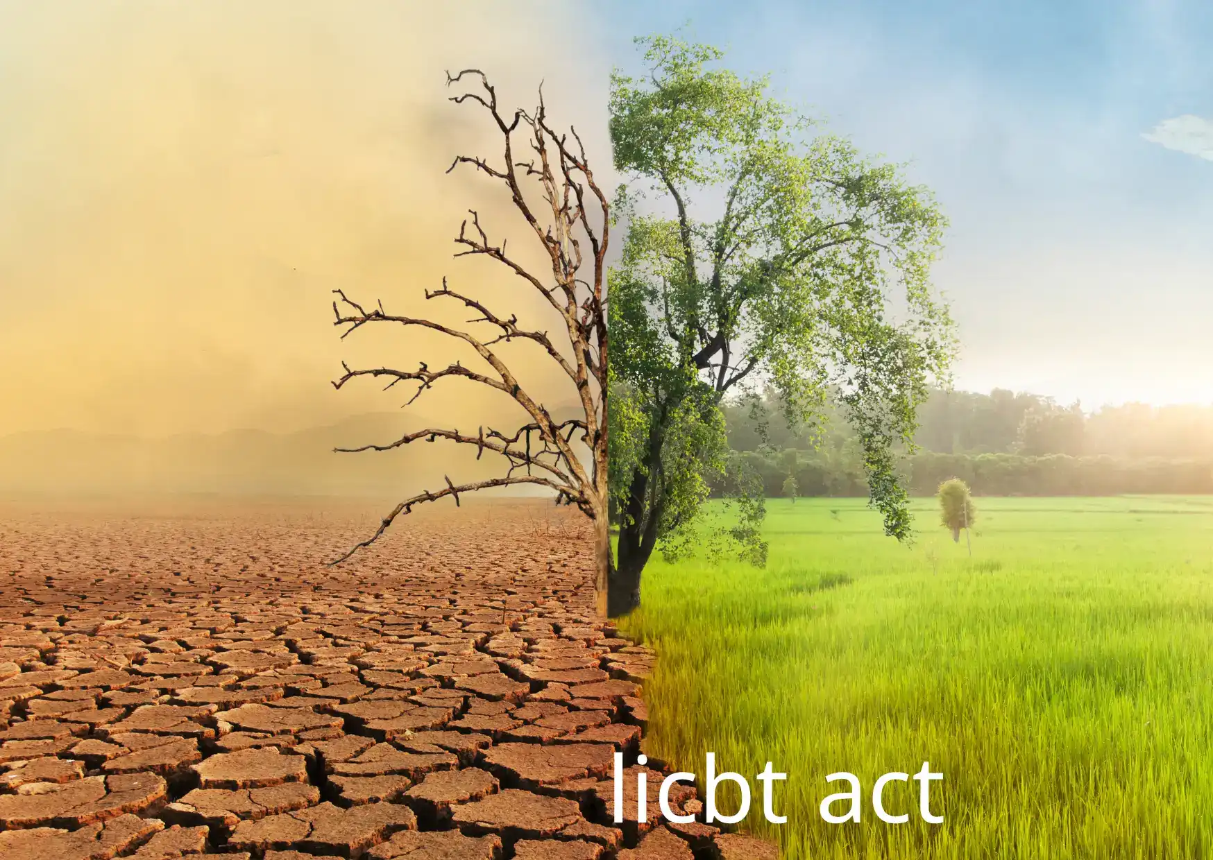טיפול קונטיבי התנהגותי - licbt act
