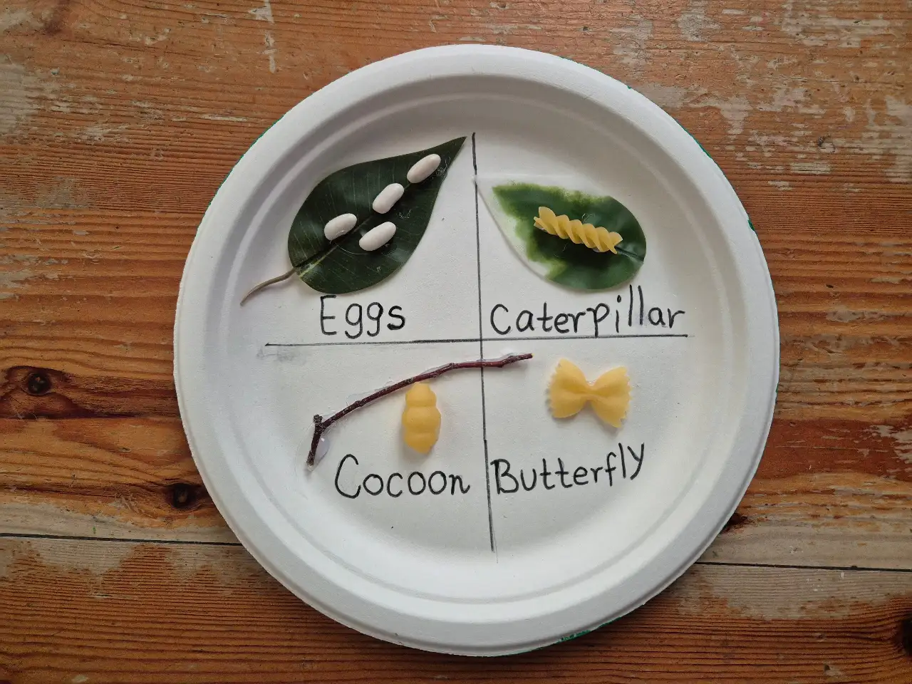 From Egg to Butterfly - a Life Cycle