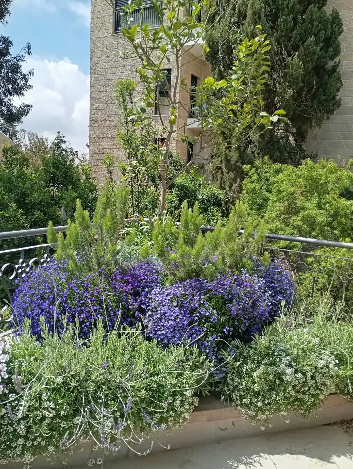 אחזקה ושיקום גינות