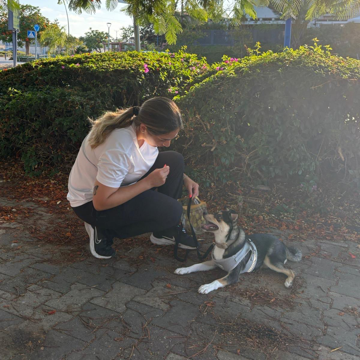 אילוף בסיסי לכלבים – תקשורת נכונה לבניית קשר חזק ובריא