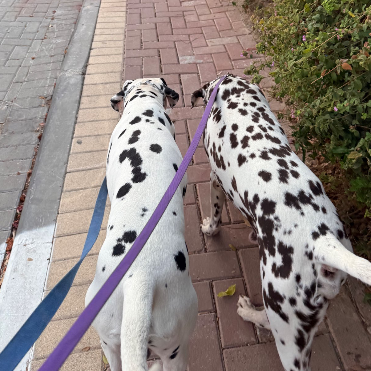 דוגווקינג - כרטיסיות