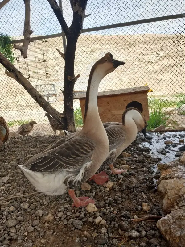 הדרכות חינוכיות בחווה