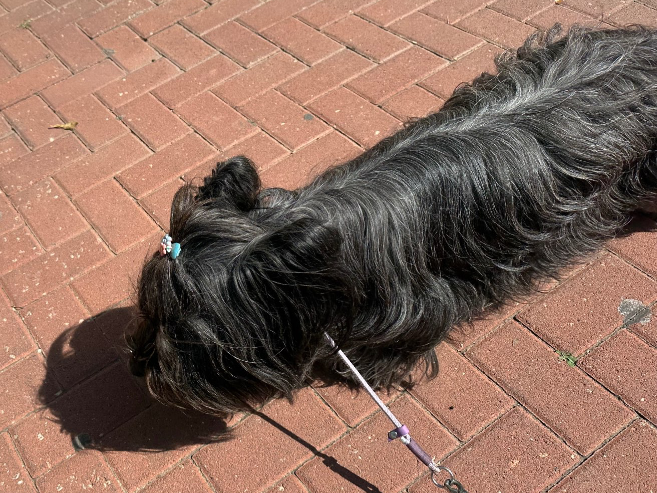 דוגווקינג – טיולי כלבים בהתאמה אישית