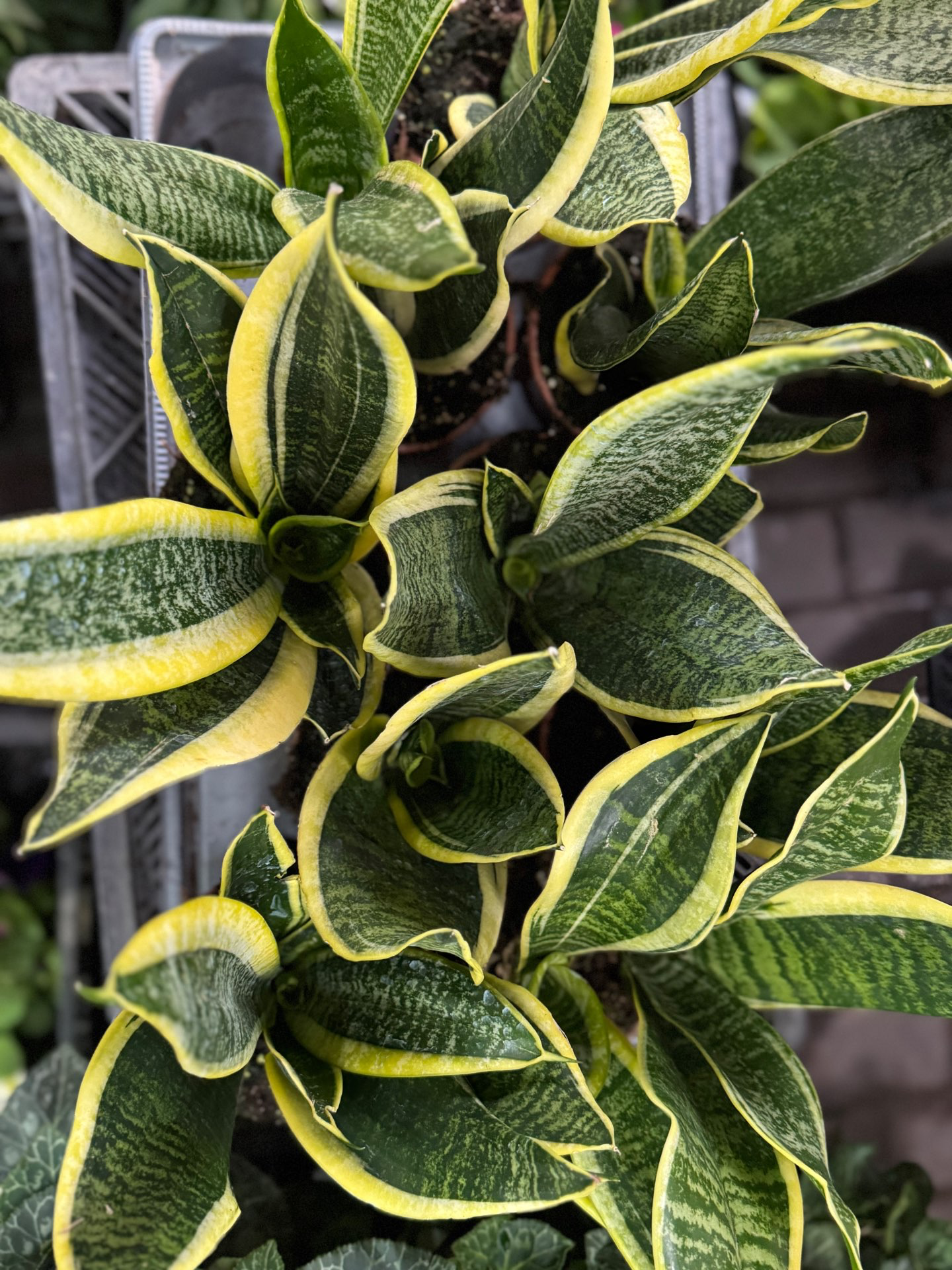 עציץ סנסיווריה