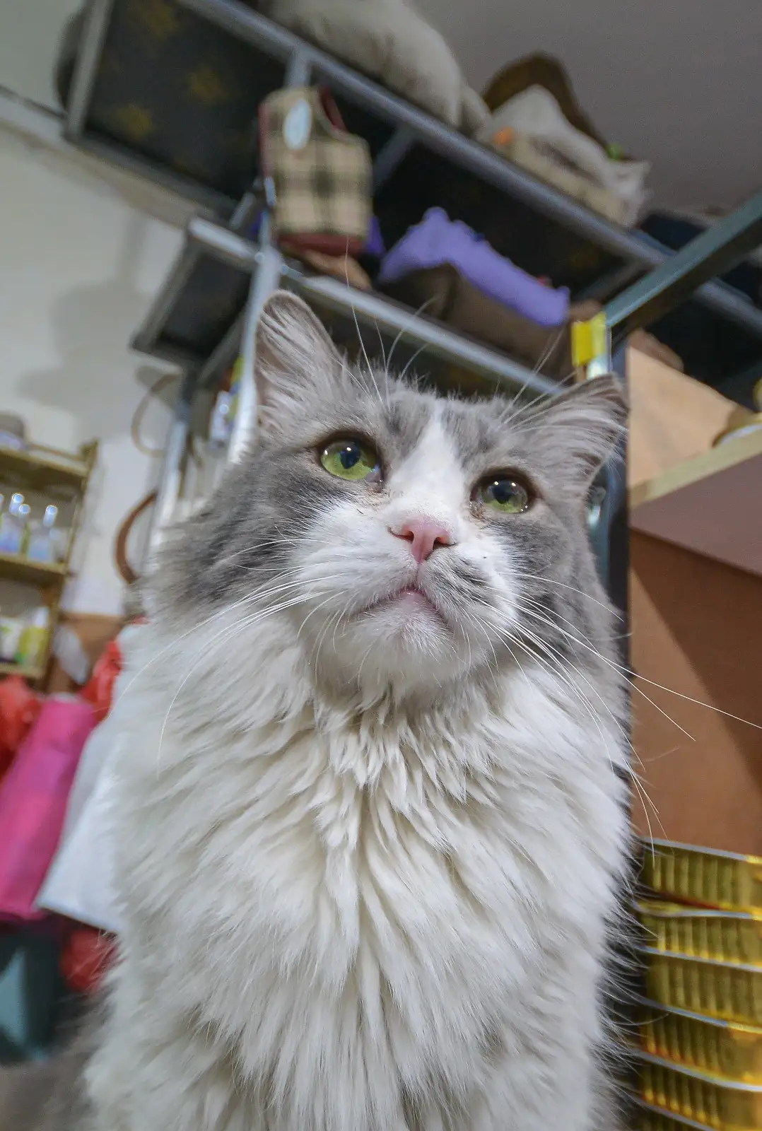 קצת על מאו מאו