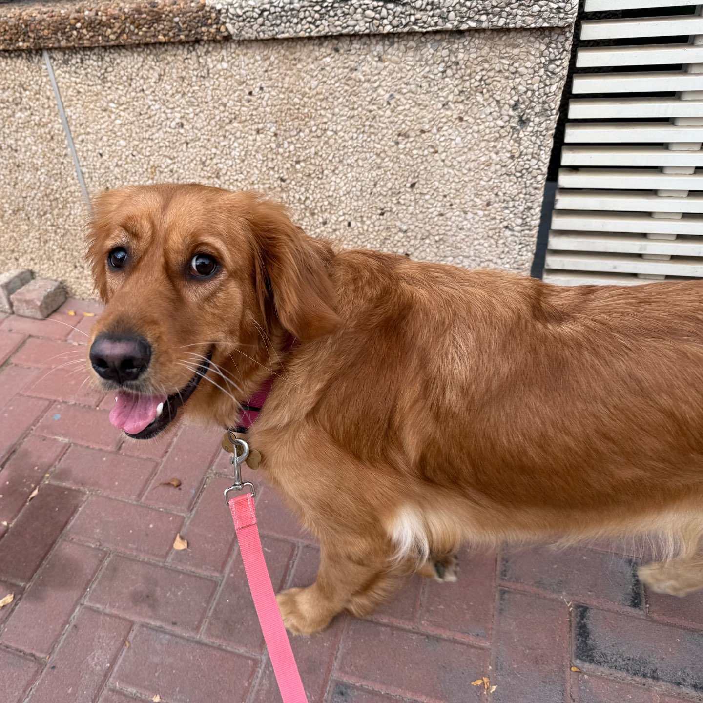 דוגווקינג - כרטיסיות