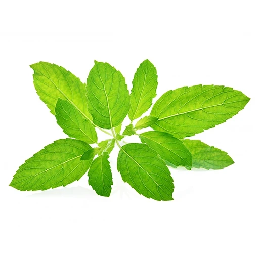 בזיליקום - 1 יחידה