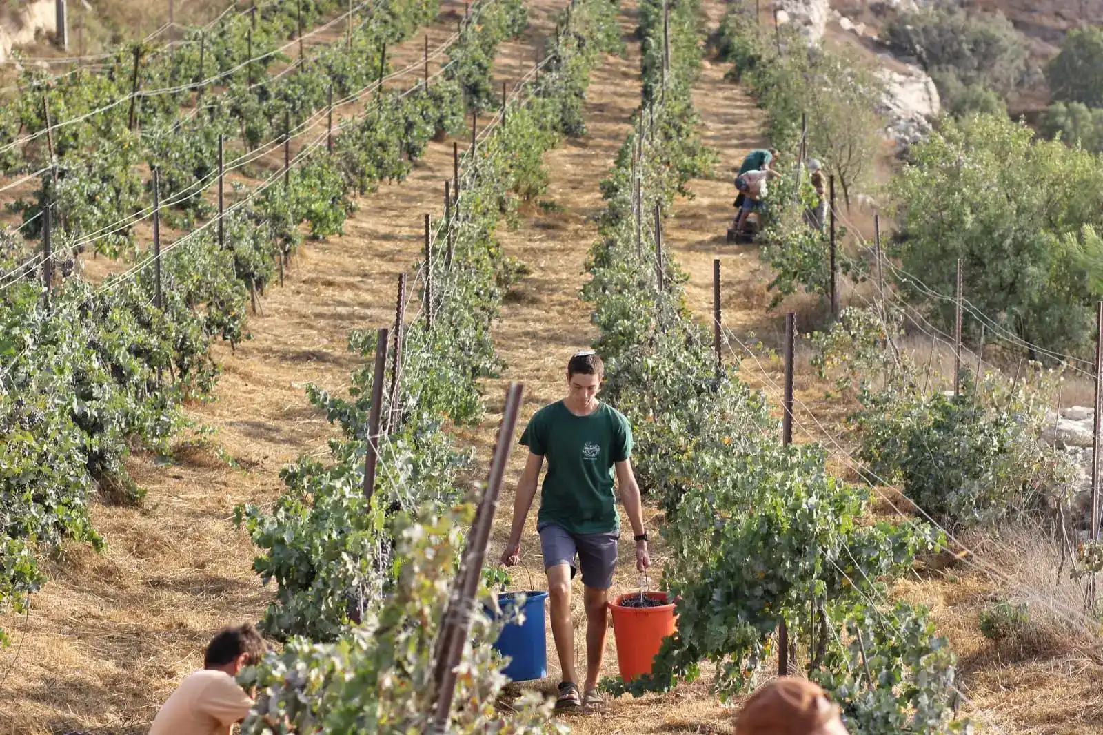 סיור והדרכה בכרם