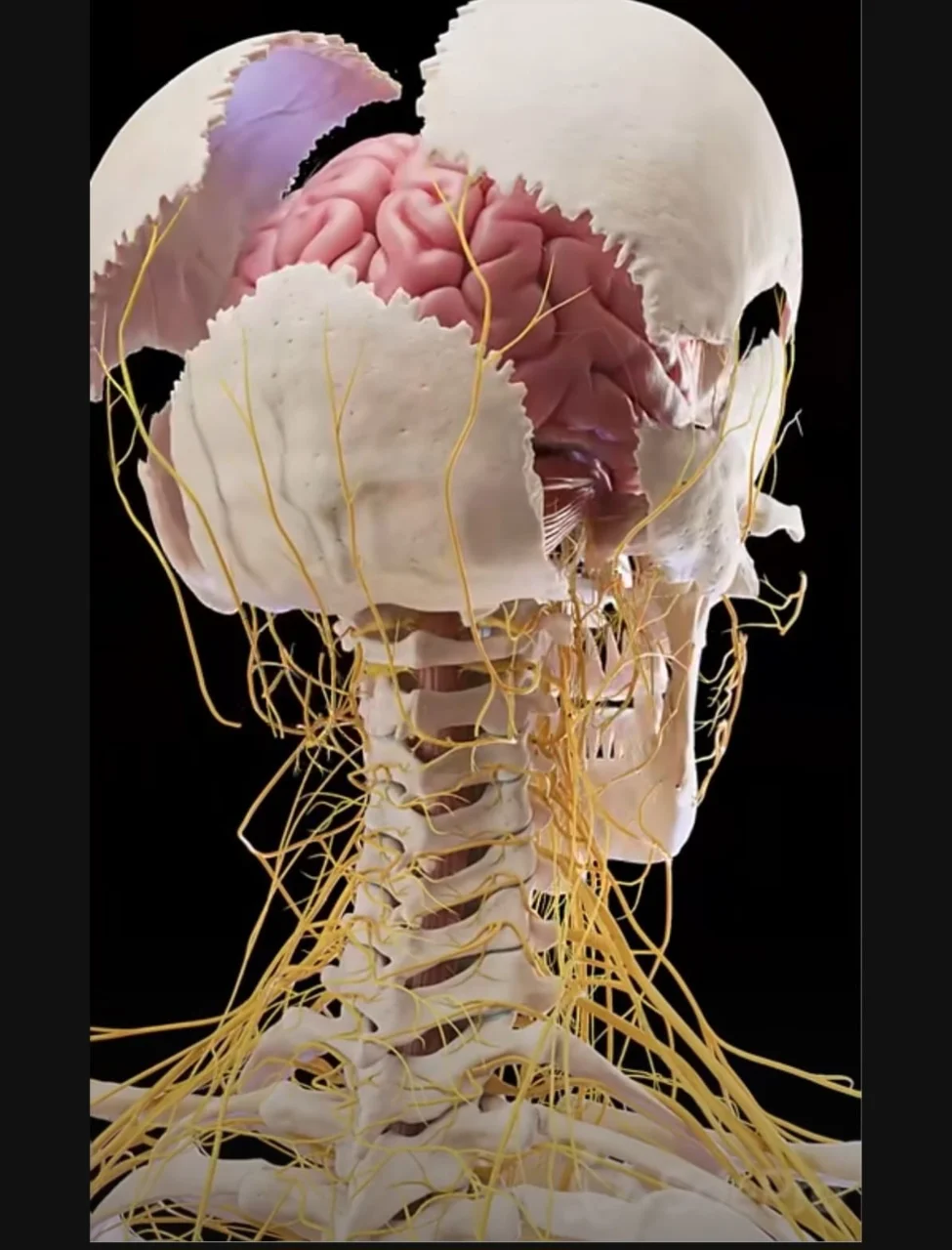 מיגרנות וכאבי ראש