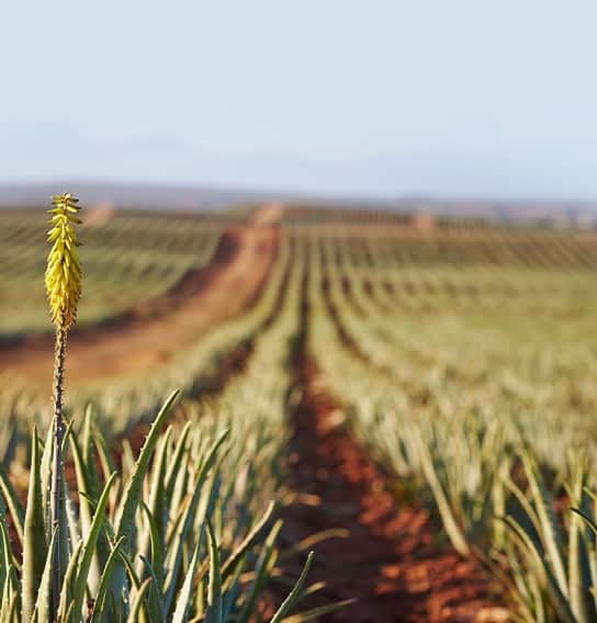 האלוורה שלנו