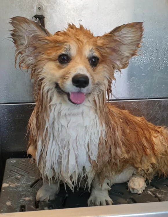 אמבטיה רפואית