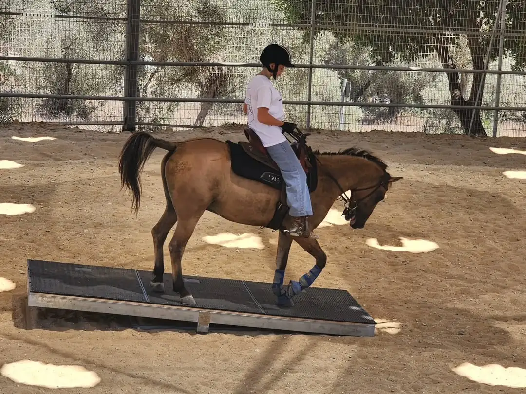 מתקן לאימון סוסים