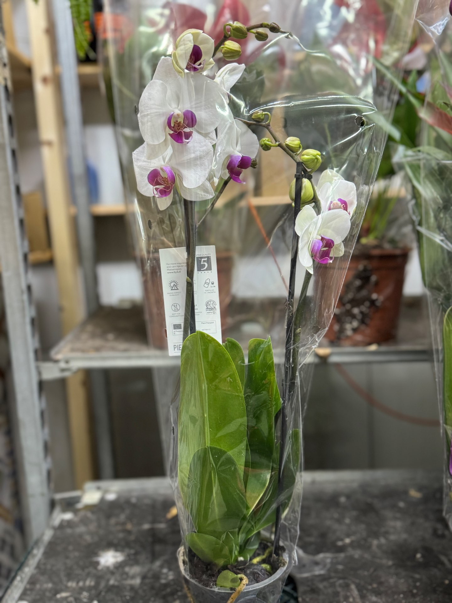 סחלבים זוגות במגוון צבעים