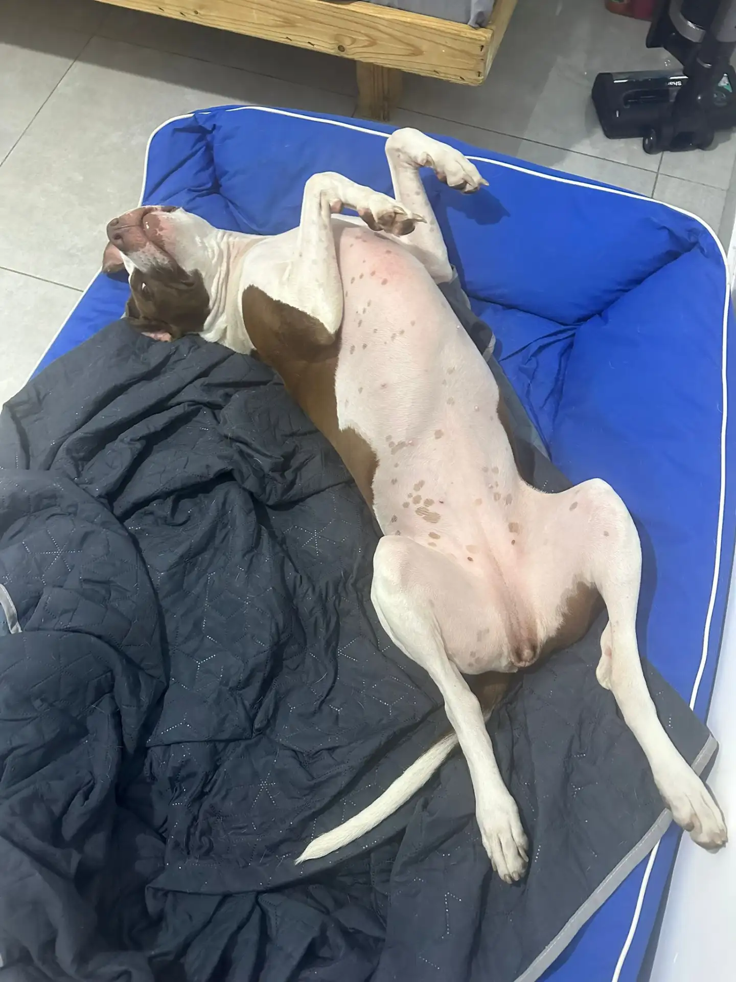 פנסיון שהות