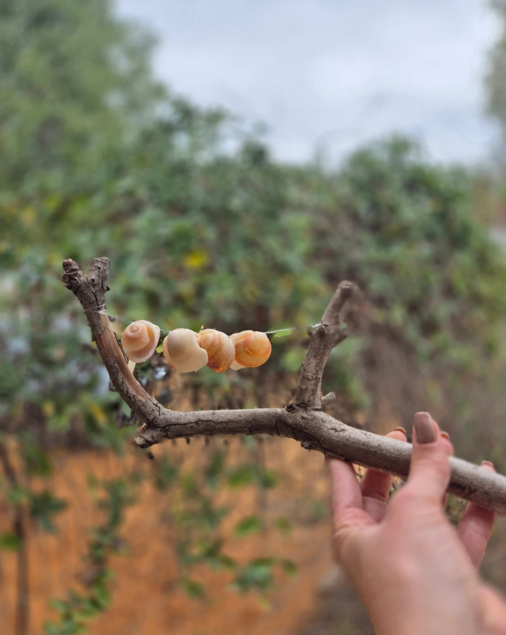 Nature Rattles: A Forest-Inspired Creative Workshop