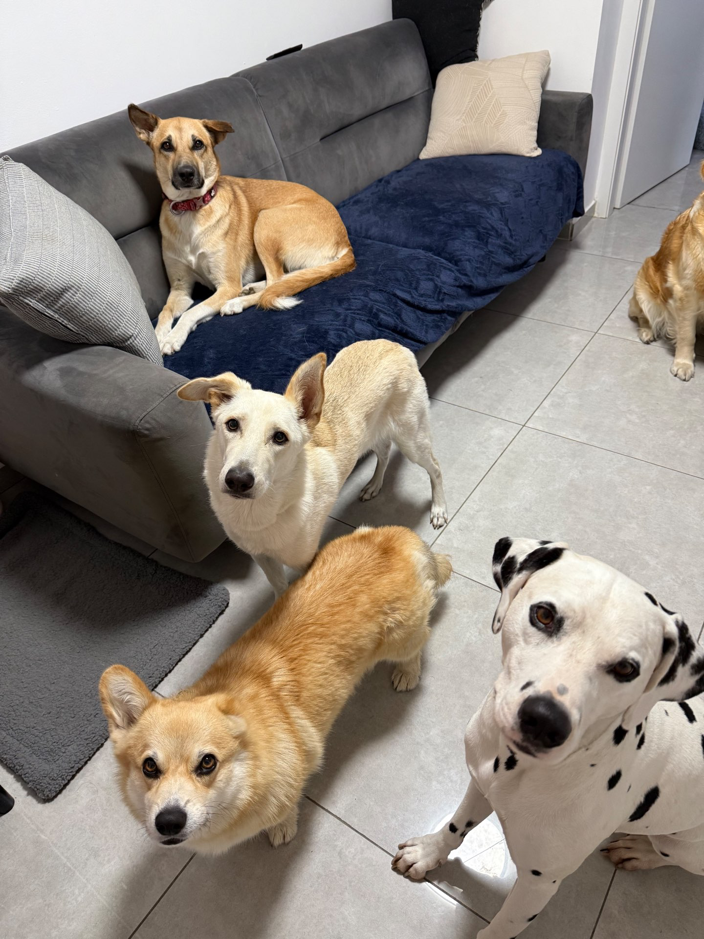 פנסיון שהות