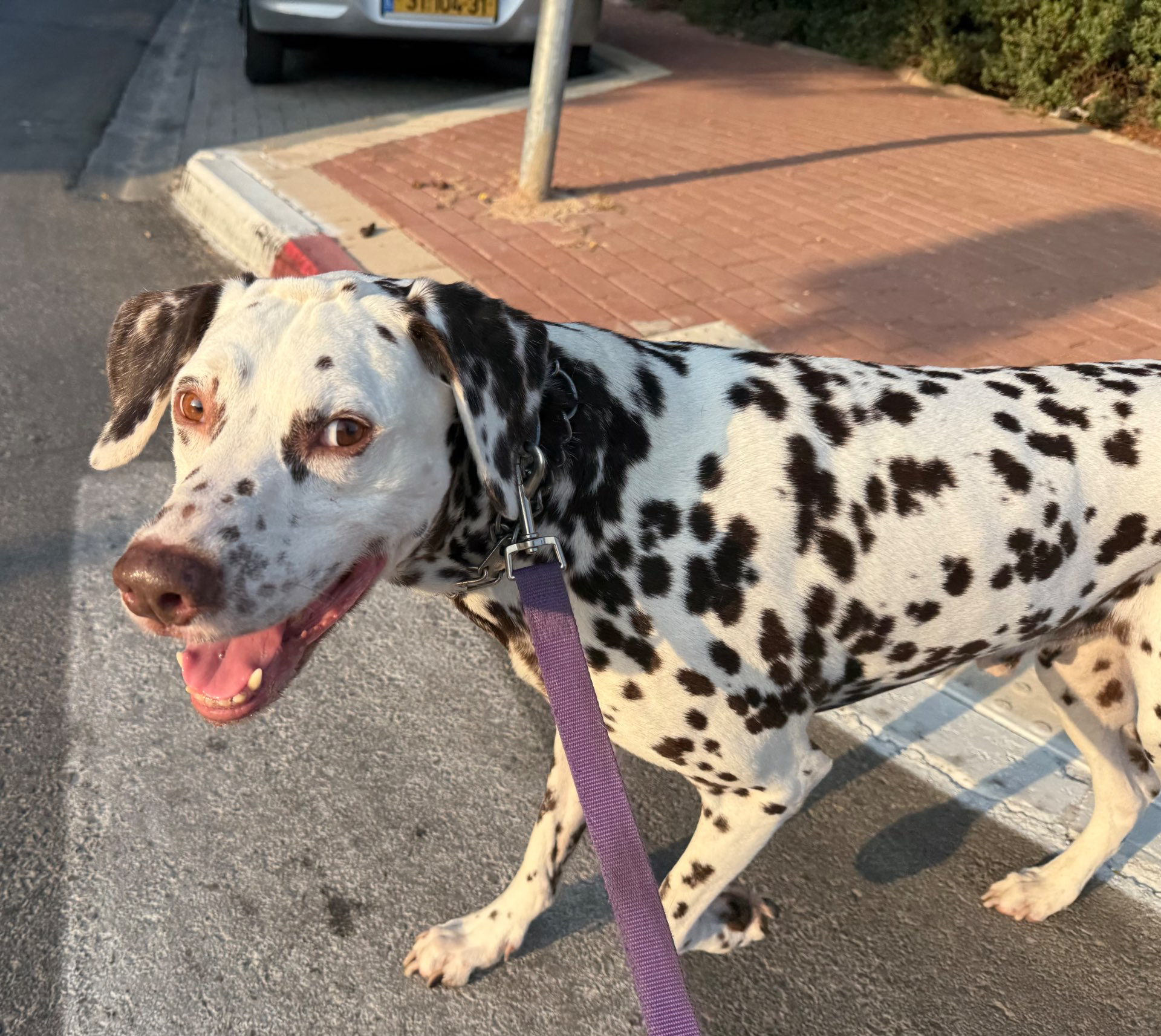 דוגווקינג – טיולי כלבים בהתאמה אישית