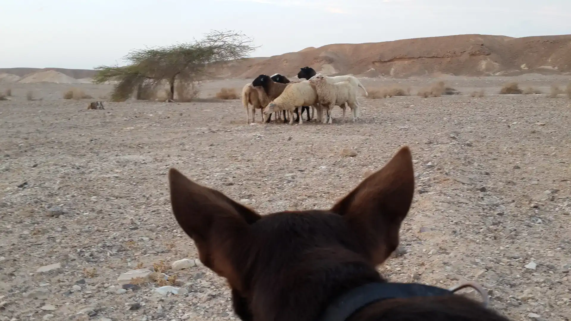 איך כלב בורדר קולי יכול ללמד אותנו על מנהיגות?