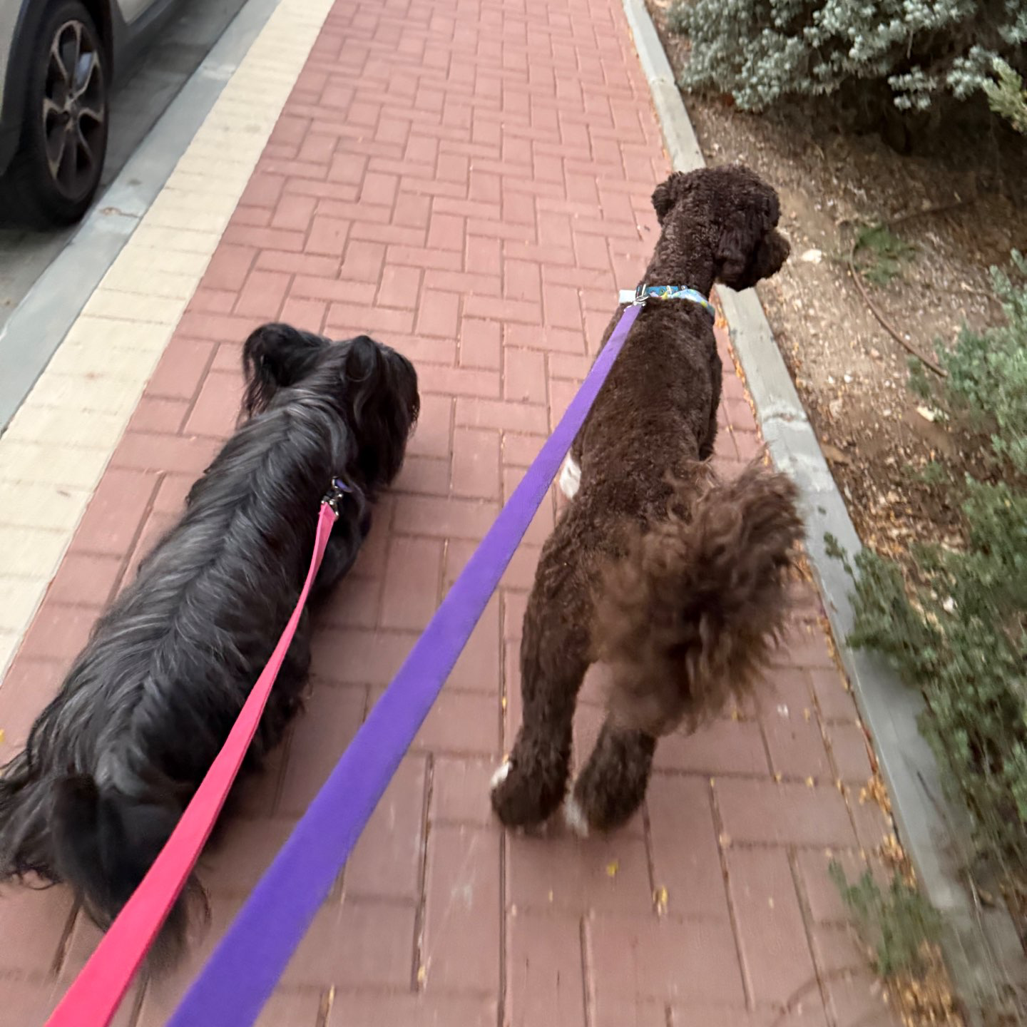 דוגווקינג – טיולי כלבים בהתאמה אישית