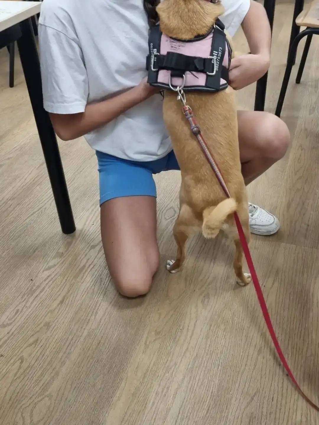 איך כלבנות טיפולית עוזרת לילדים לפתח ביטחון עצמי