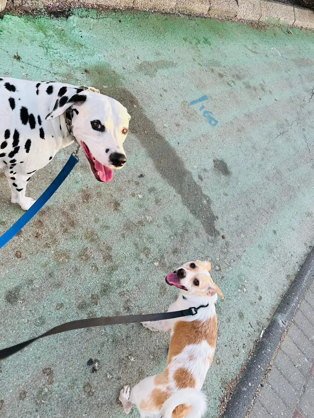 דוגווקינג – טיולי כלבים בהתאמה אישית