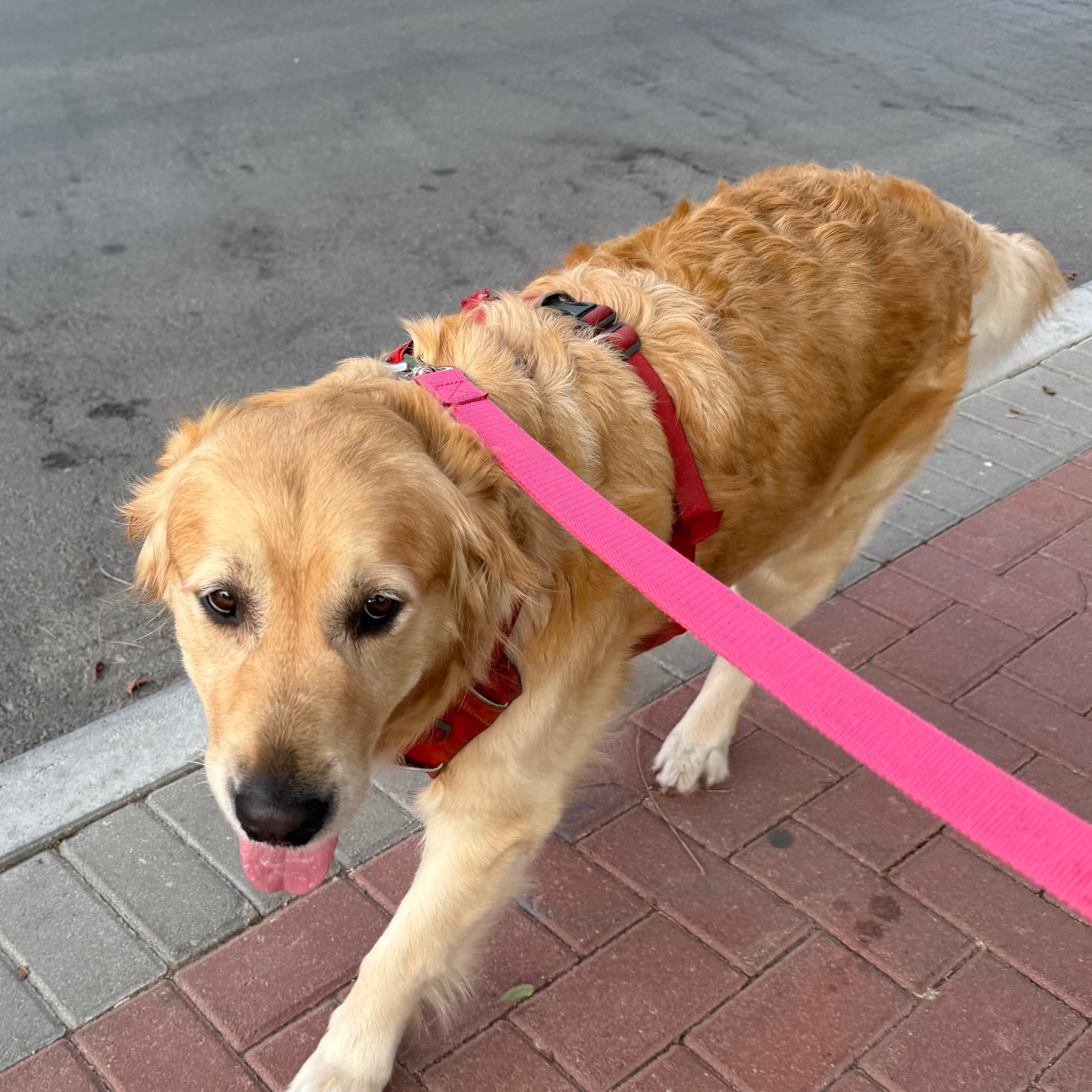 דוגווקינג - כרטיסיות